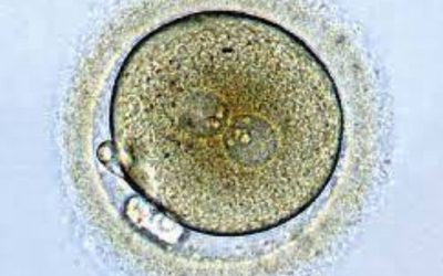 zygote