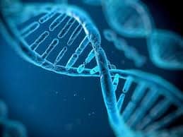 Genome