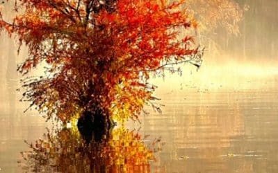 Top 5 Texas State Parks