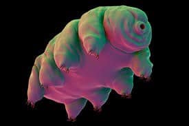 Tardigrade