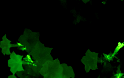Bioluminescence