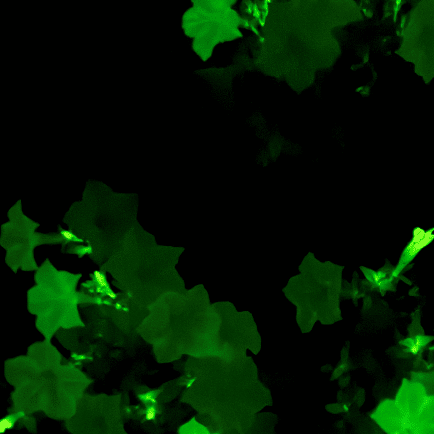 Bioluminescence