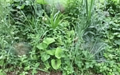 Weeds