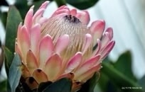 Biodiversity’s Crown Jewel – the Cape Floral Kingdom