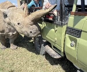 Northern White Rhino