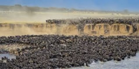 The Great Migration