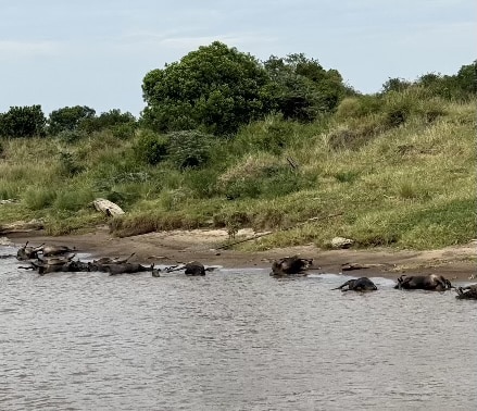 Great Migration