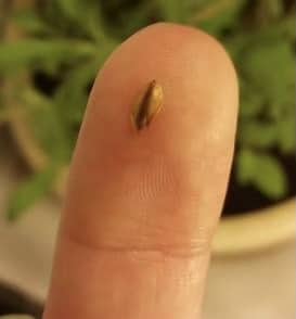 seeds